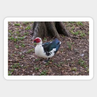 Muscovy Duck Red Black and White Sticker